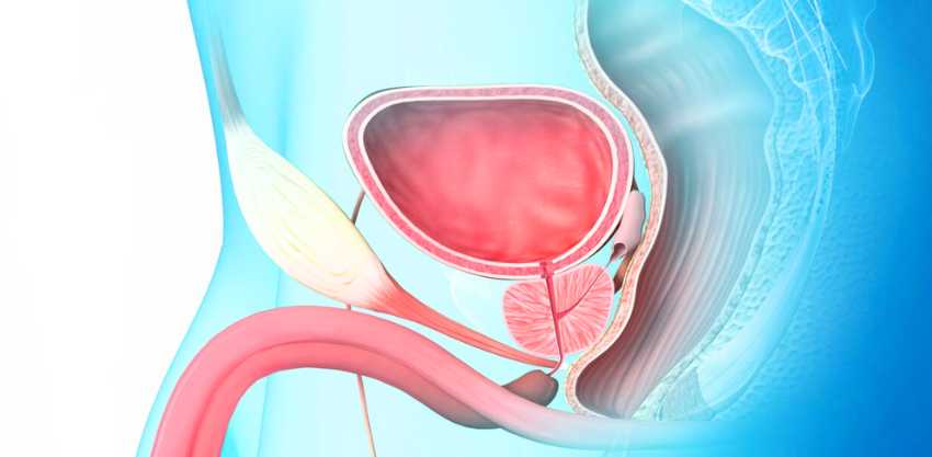 Hiperplasia Prostática Benigna (HPB): O Que É e Por Que Merece Atenção Após os 50 Anos