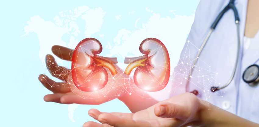 Dia mundial do rim: a importância da prevenção e dos cuidados com o sistema de filtragem